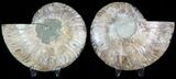 Polished Ammonite Pair - Agatized #45483-1